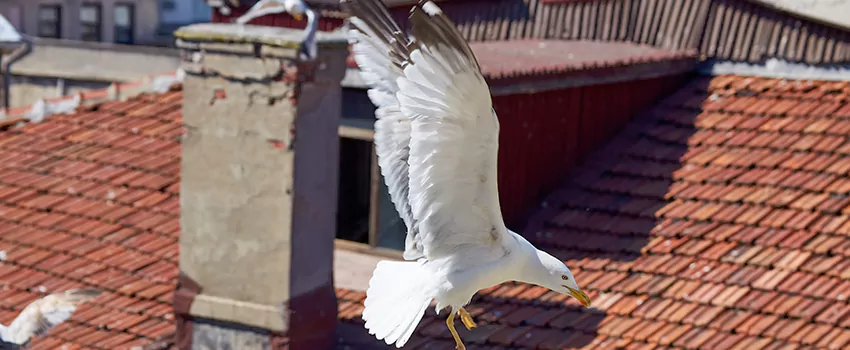Residential Chimney Animal Removal Solution in Carrollton, GA